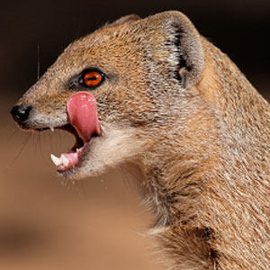 MongooseGeneral's profile picture